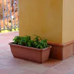 Settefrati فيلة *
